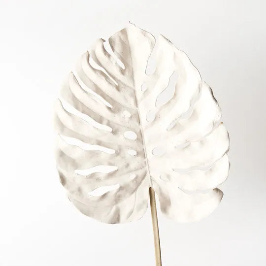 Monstera Leaf
