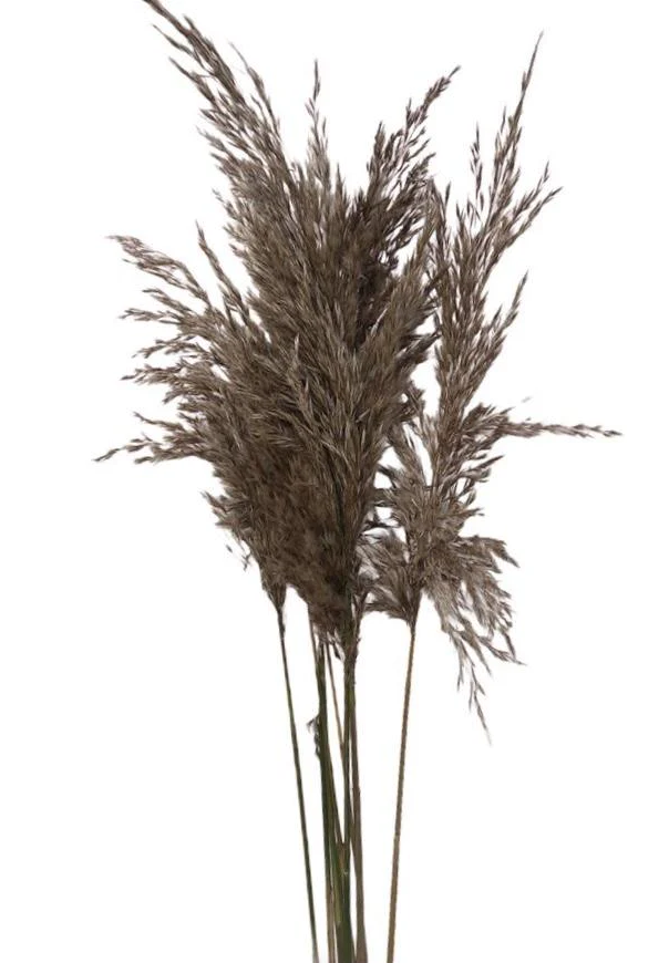 Fragmite Grass - Bunch