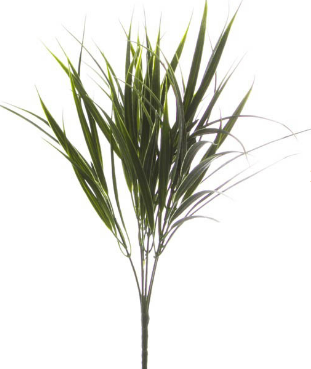 Spear Grass Bunch Green