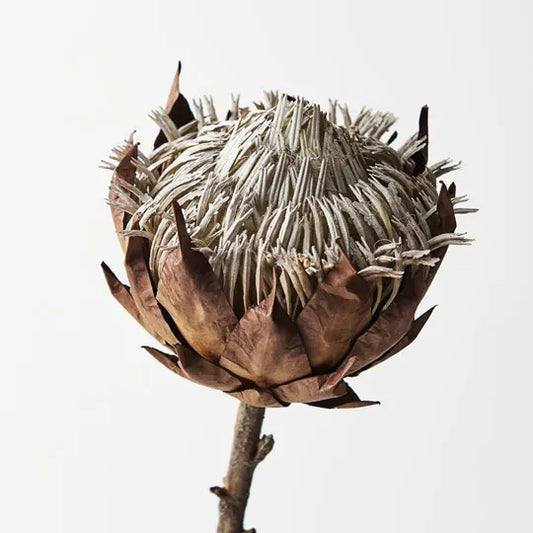 Protea King